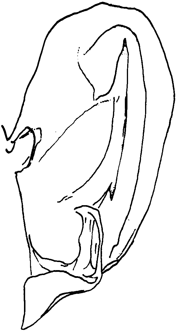 2.麝凤蝶华西亚种